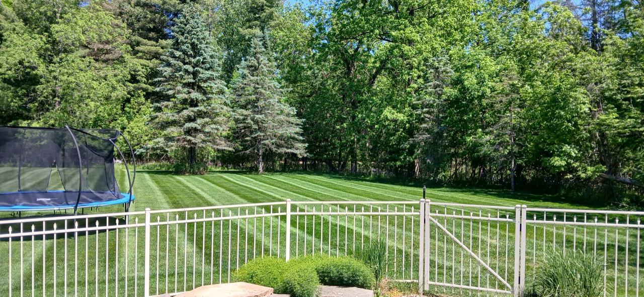 Striped backyard lawn bordered by blue spruce and mixed hardwoods along a white fence