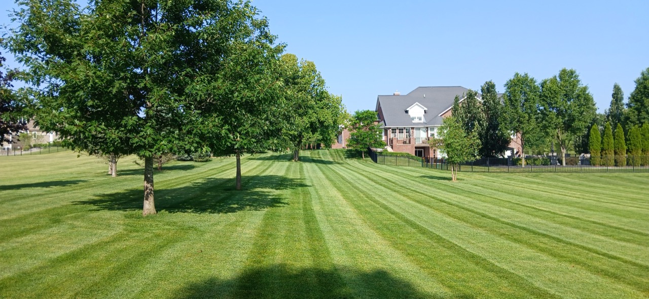 Striped lawn under tree shade with a brick home and black fence in the distance