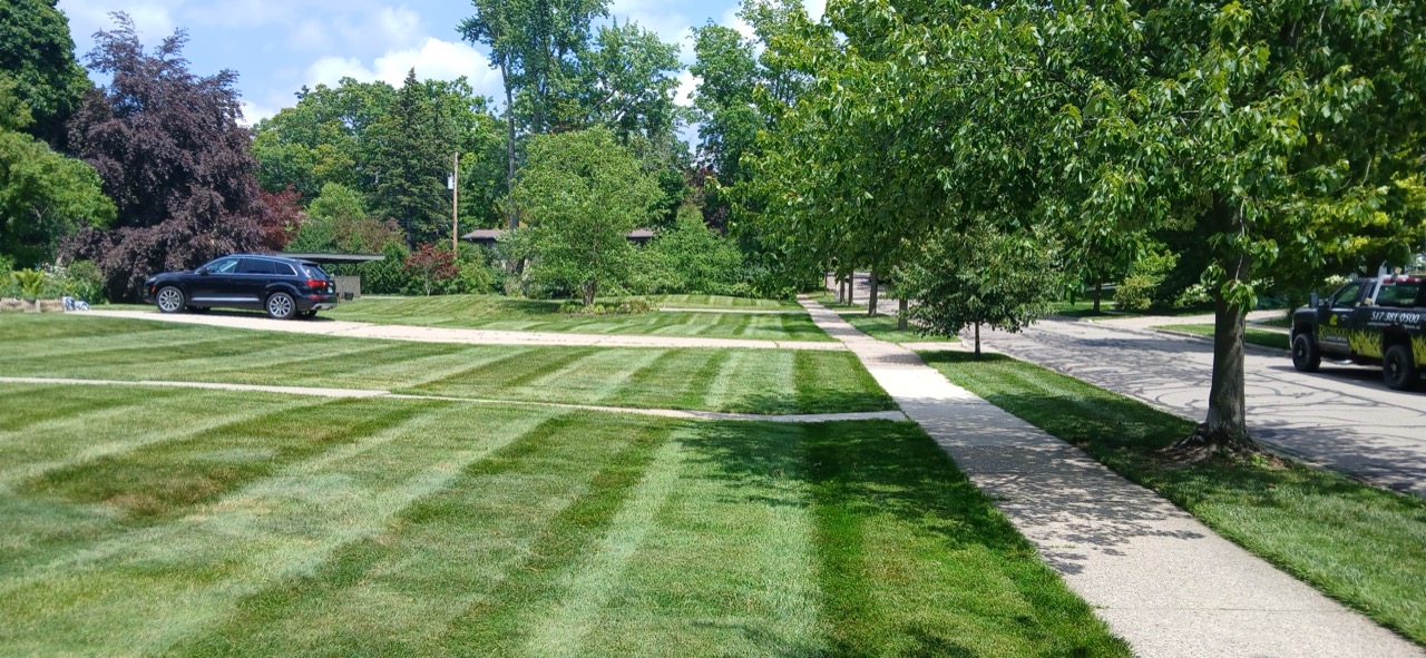 Striped front lawn beside a sidewalk in a tree-lined residential neighborhood